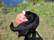 Превью фото № 134413