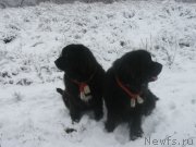 Превью фото № 134418