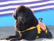 Превью фото № 134452