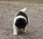 Превью фото № 134490