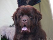 Превью фото № 134498