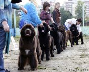 Превью фото № 134558