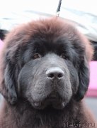 Превью фото № 134567