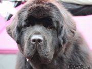 Превью фото № 134570