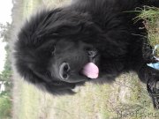 Превью фото № 134593