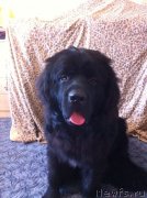 Превью фото № 134599