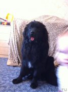 Превью фото № 134604