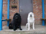 Превью фото № 134644