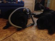 Превью фото № 134776