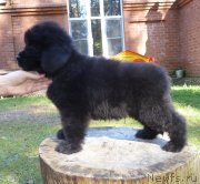 Превью фото № 134785