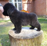 Превью фото № 134786