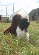 Превью фото № 134805