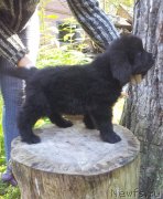 Превью фото № 134837