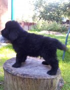 Превью фото № 134838