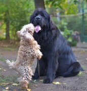 Превью фото № 134849