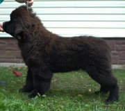 Превью фото № 134851