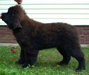 Превью фото № 134854