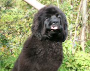 Превью фото № 134908