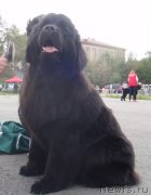 Превью фото № 134958