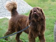 Превью фото № 134983