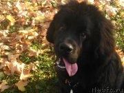 Превью фото № 135026