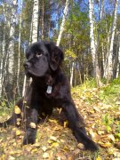 Превью фото № 135027