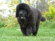 Превью фото № 135060