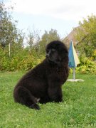 Превью фото № 135063