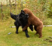 Превью фото № 135092