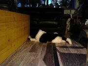 Превью фото № 135101