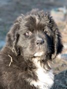 Превью фото № 135107