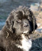 Превью фото № 135108