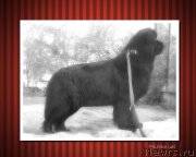 Превью фото № 135143