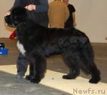 Превью фото № 13517