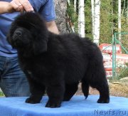 Превью фото № 135176