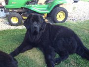 Превью фото № 135186