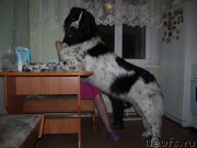 Превью фото № 135228