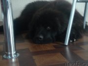 Превью фото № 135238