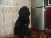 Превью фото № 135239