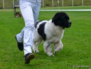 Превью фото № 135258