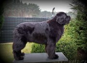 Превью фото № 135261