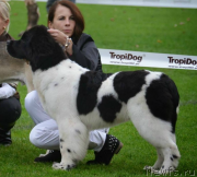 Превью фото № 135262