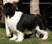 Превью фото № 135292