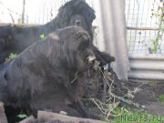 Превью фото № 135323