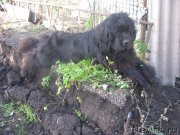 Превью фото № 135324