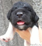 Превью фото № 135327