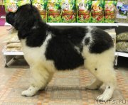 Превью фото № 135345