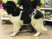 Превью фото № 135346