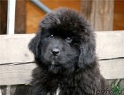 Превью фото № 135348