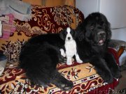 Превью фото № 135360